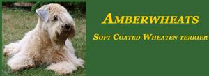 kennel"Amberweat's"