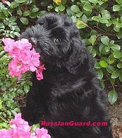 kennel Russian Guard